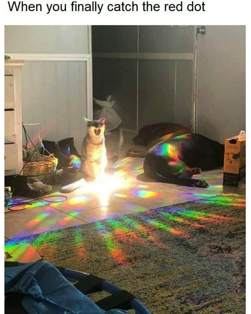 When you finally catch the red dot