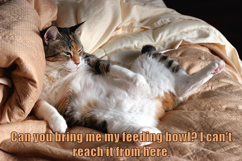 Cheezburger Image 10619365632