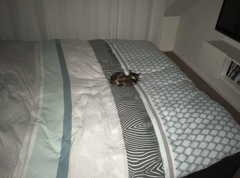 Cheezburger Image 10619380224