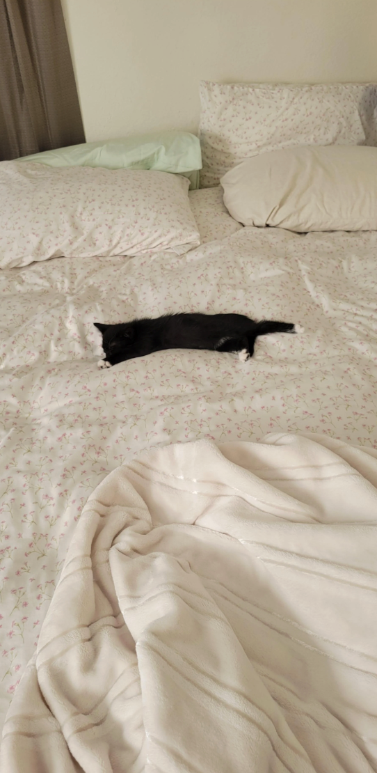 Cheezburger Image 10619380736