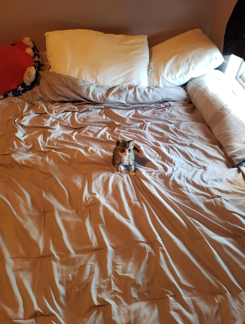 Cheezburger Image 10619381504