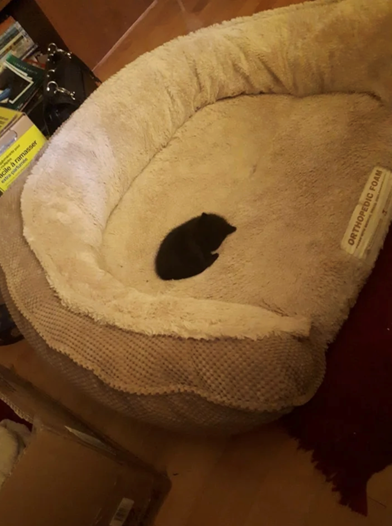 cile à ramasser extra-parfumée ORTHOPEDIC FOAM