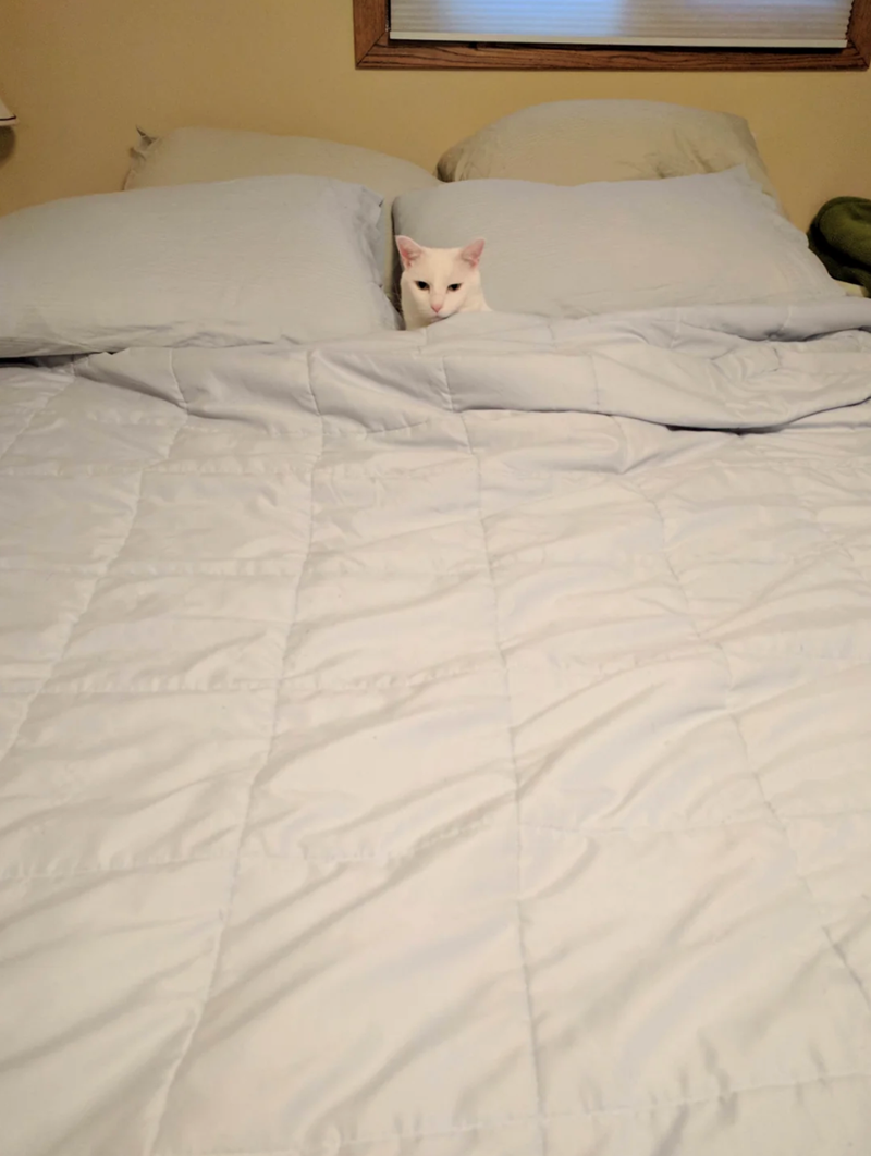 Cheezburger Image 10619382272