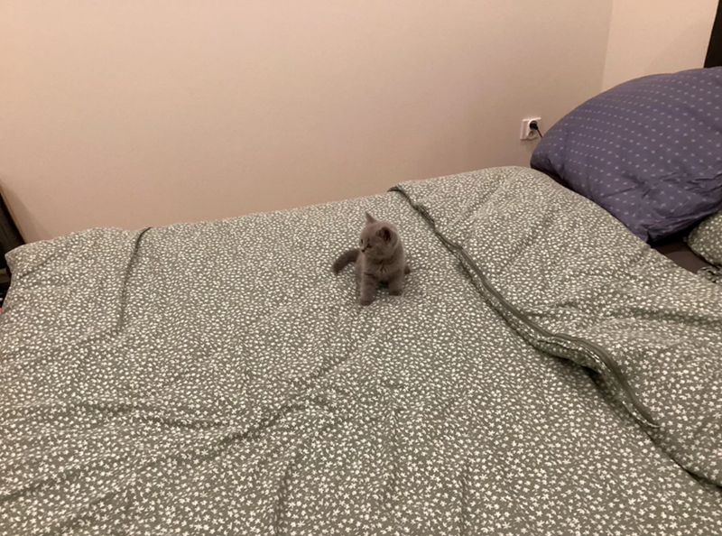 Cheezburger Image 10619382528