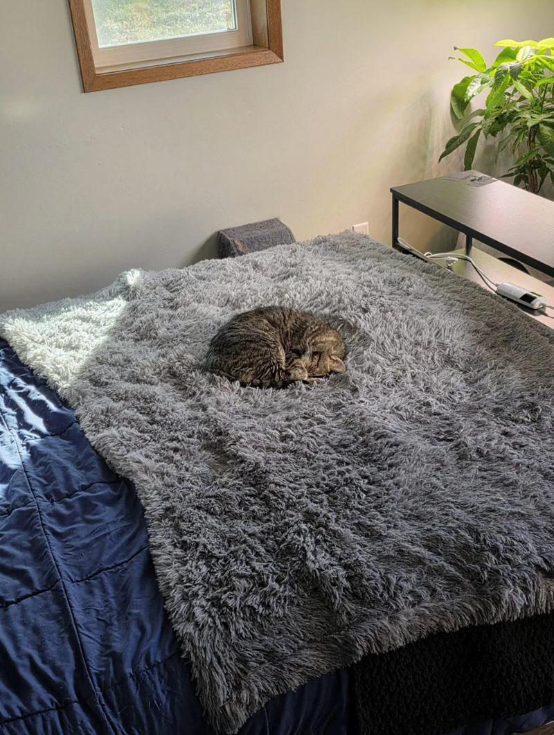 Cheezburger Image 10619382784