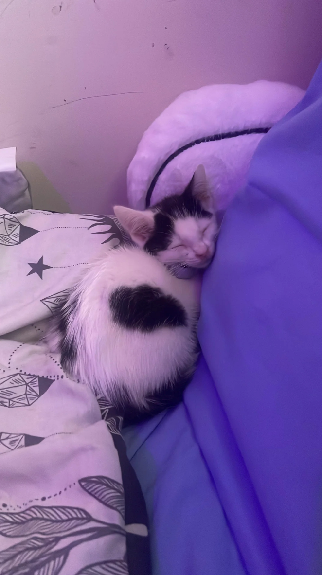 Cheezburger Image 10619383296