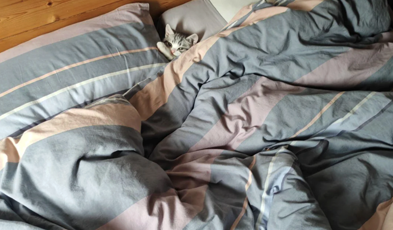 Cheezburger Image 10619383552