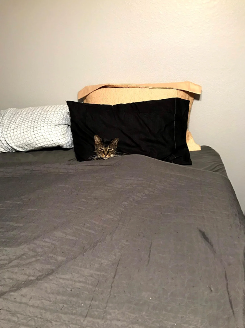 Cheezburger Image 10619384064