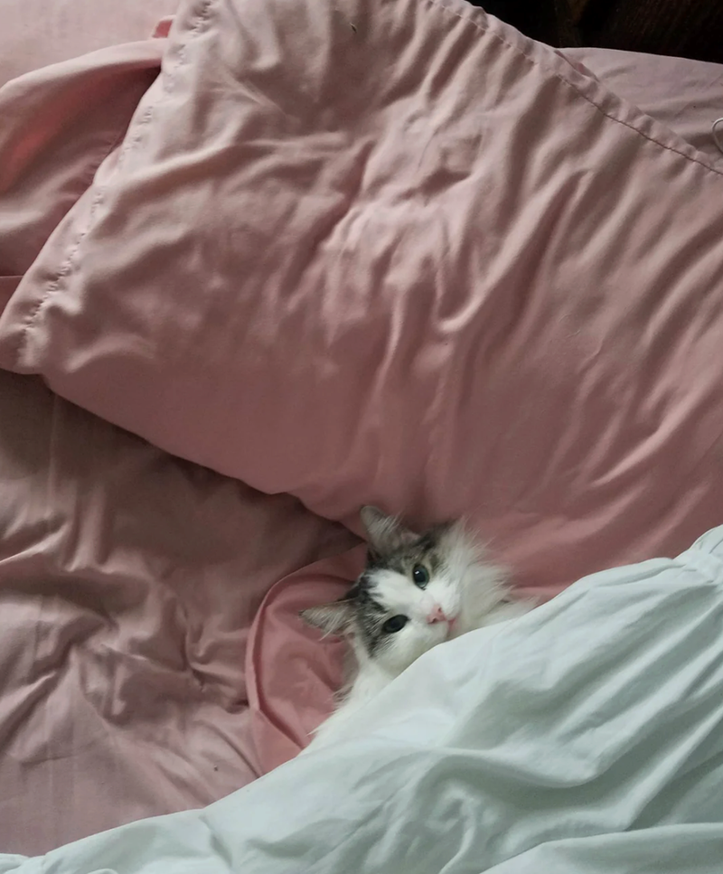 Cheezburger Image 10619384320