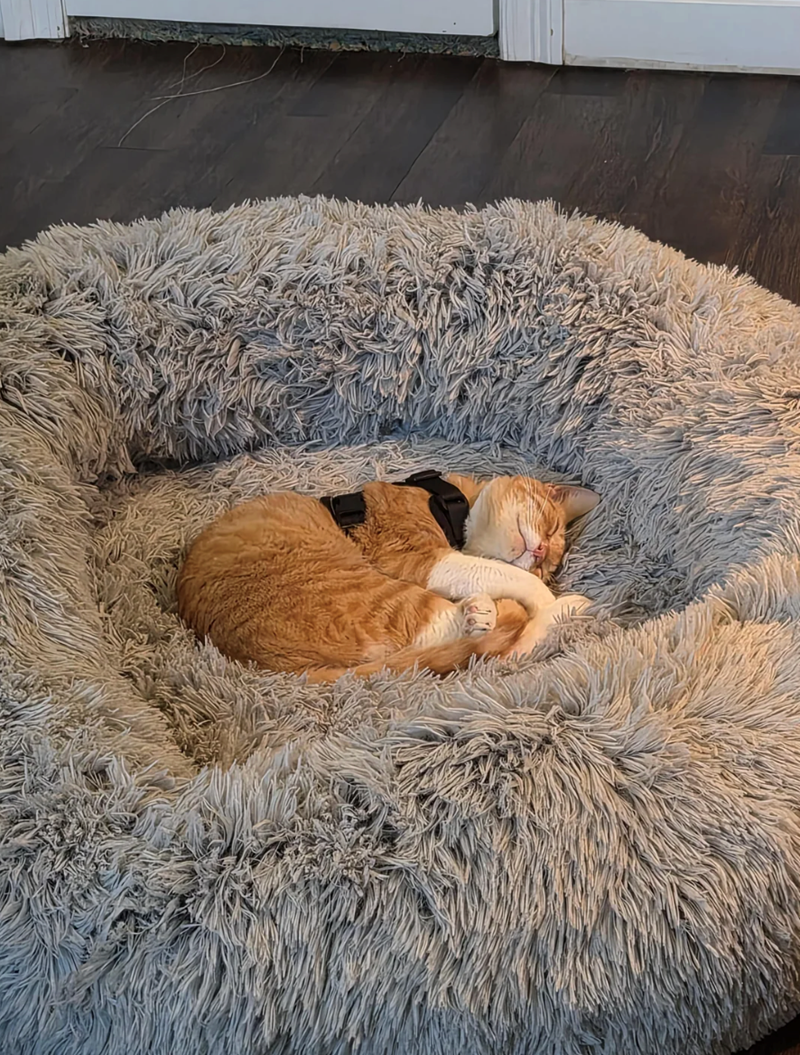 Cheezburger Image 10619384576