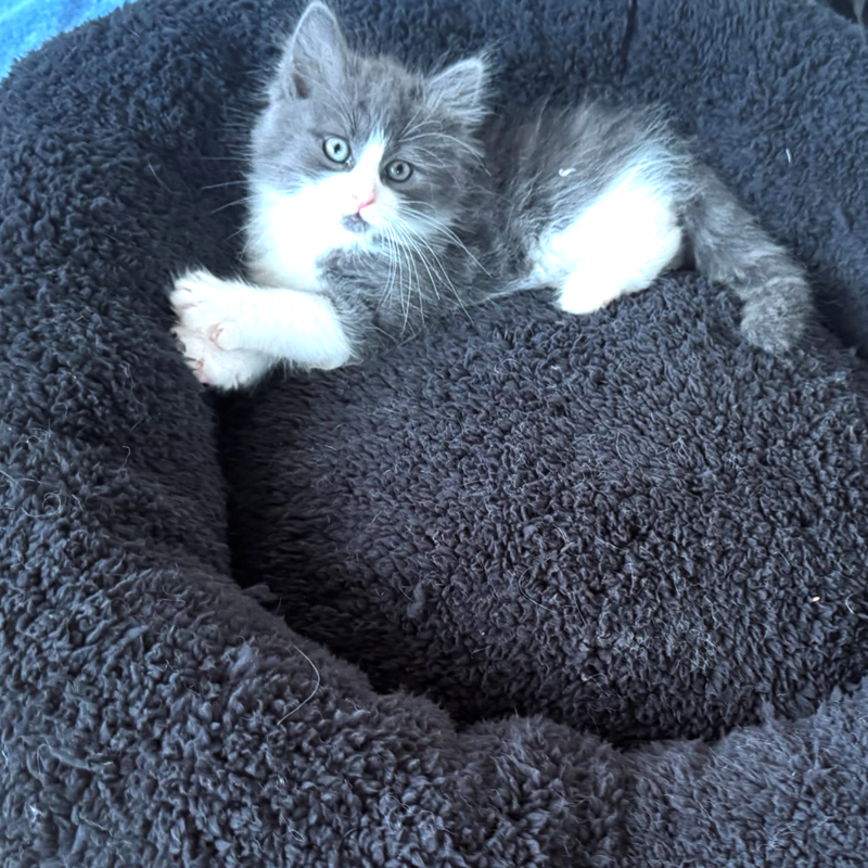 Cheezburger Image 10619384832