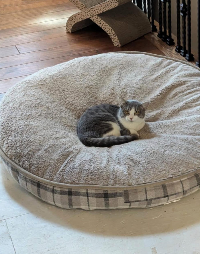 Cheezburger Image 10619385344