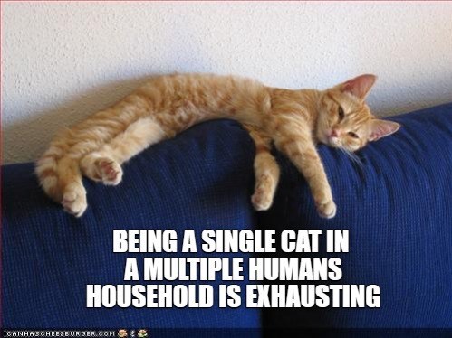 Cheezburger Image 10619385856