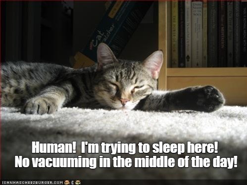 Cheezburger Image 10619395328