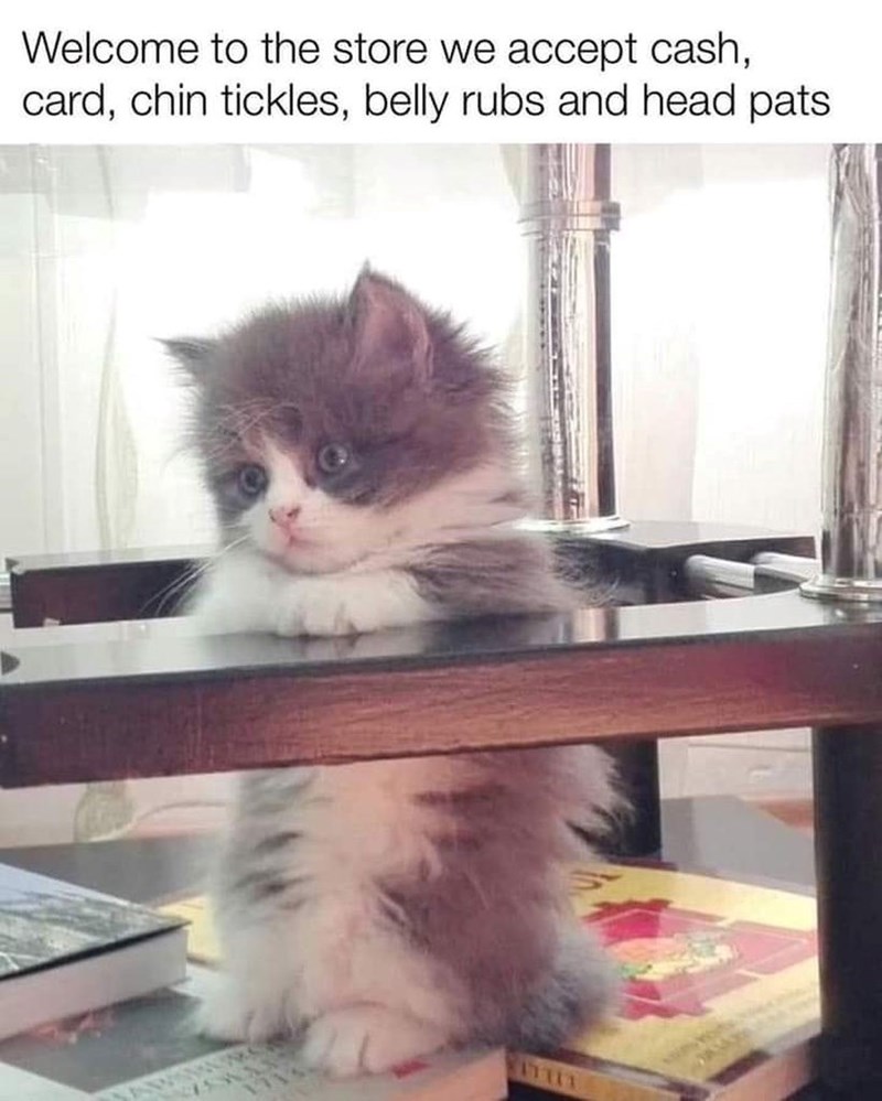 Welcome to the store we accept cash, card, chin tickles, belly rubs and head pats. 17711