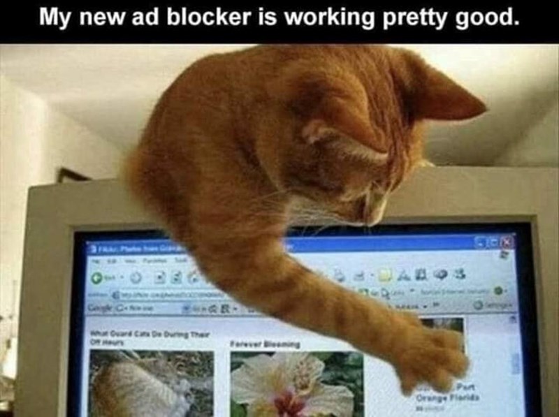 My new ad blocker is working pretty good. What Guard Cat De During Their OF HAUTS R DAHO Orange Florida