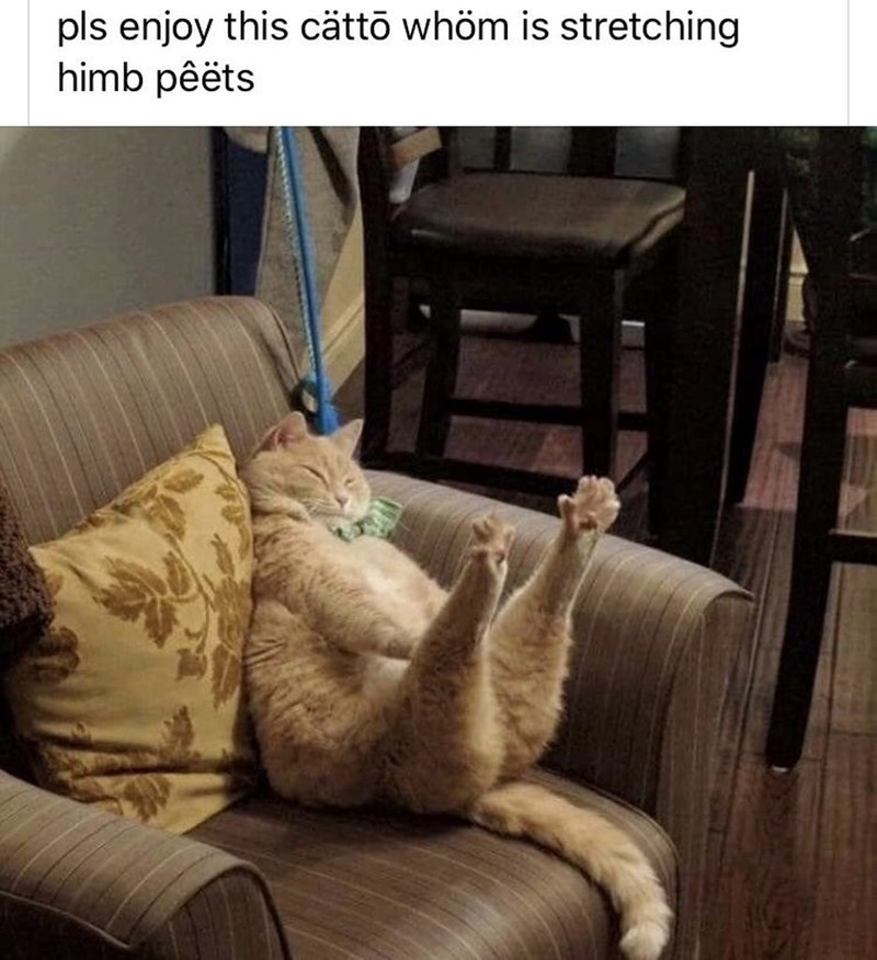 pls enjoy this cättō whöm is stretching himb pêëts
