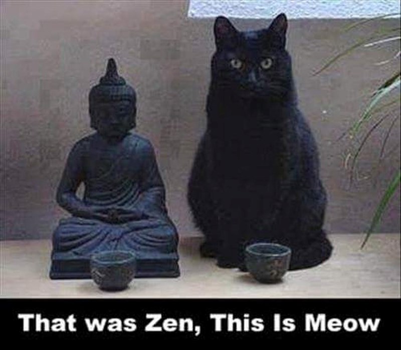 That was Zen, This Is Meow