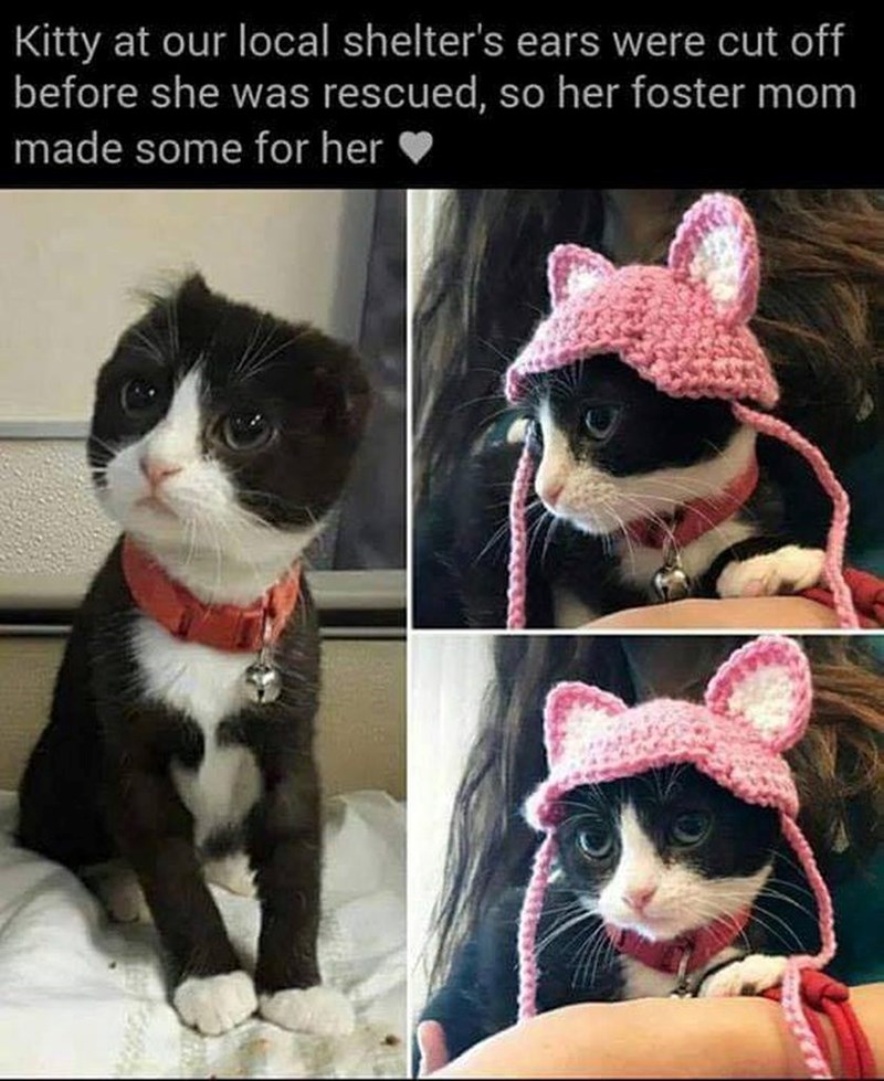 Kitty at our local shelter's ears were cut off before she was rescued, so her foster mom made some for her