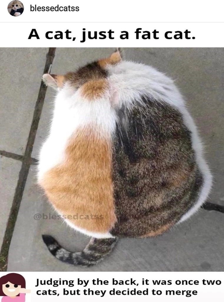 blessedcatss A cat, just a fat cat. @blessedcatss Judging by the back, it was once two cats, but they decided to merge