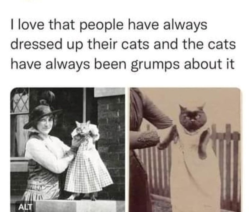 I love that people have always dressed up their cats and the cats have always been grumps about it ALT