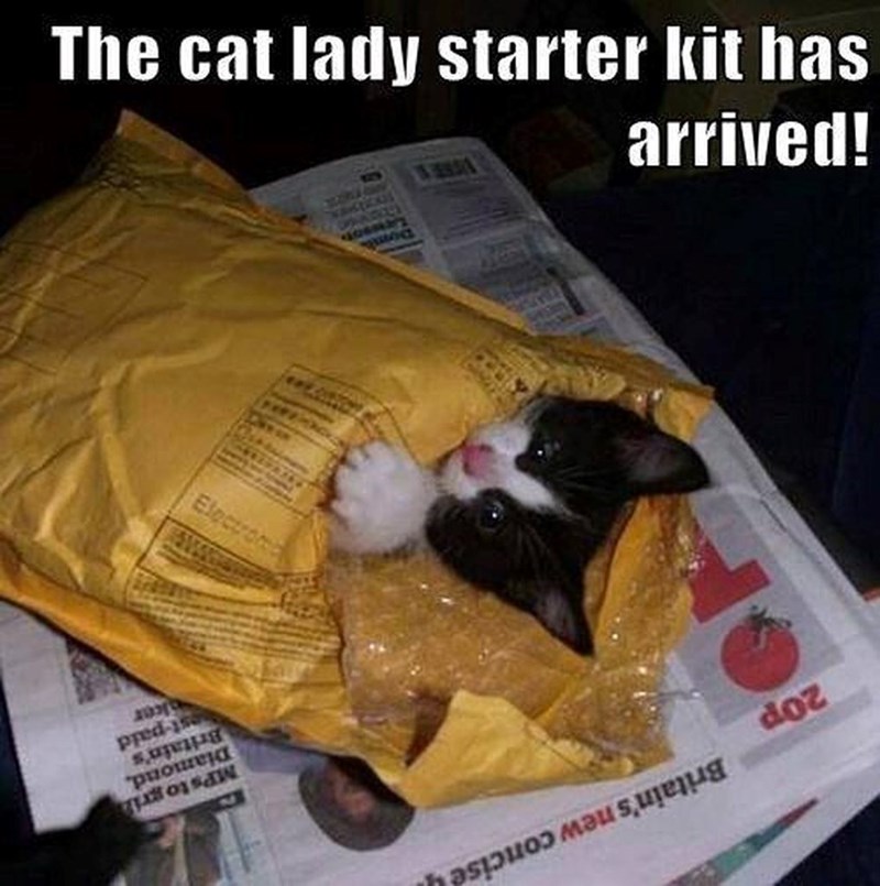The cat lady starter kit has arrived! Domb 4069 Electrom 20p Britain's new concise MPs to gri Diamond, Britain's est-paid ker