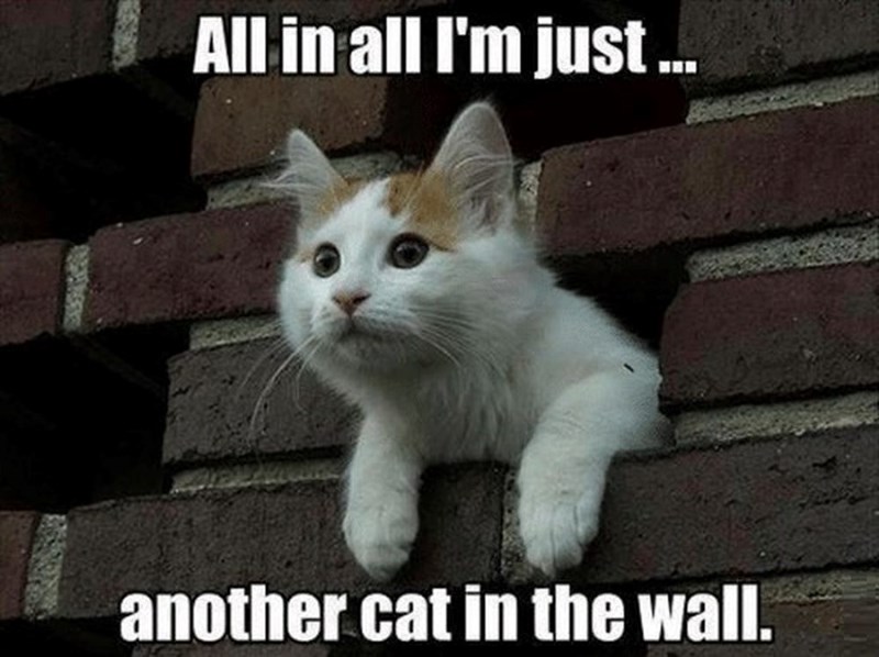 All in all I'm just ... another cat in the wall.