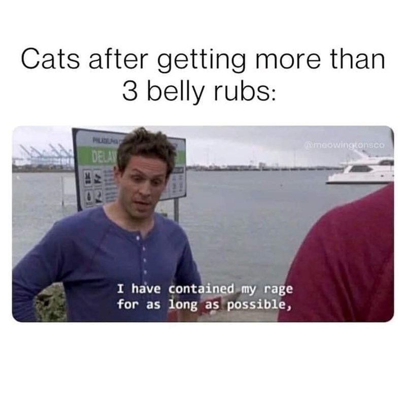 Cats after getting more than 3 belly rubs: PHILADELPH DELAW I have contained my rage for as long as possible, @meowingtonsco