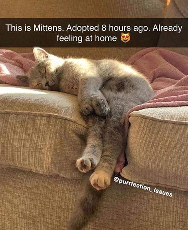 This is Mittens. Adopted 8 hours ago. Already feeling at home @purrfection_issues