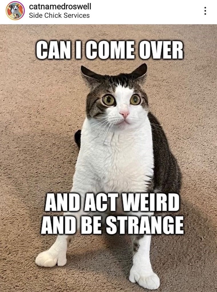 catnamedroswell Side Chick Services CAN I COME OVER AND ACT WEIRD AND BE STRANGE