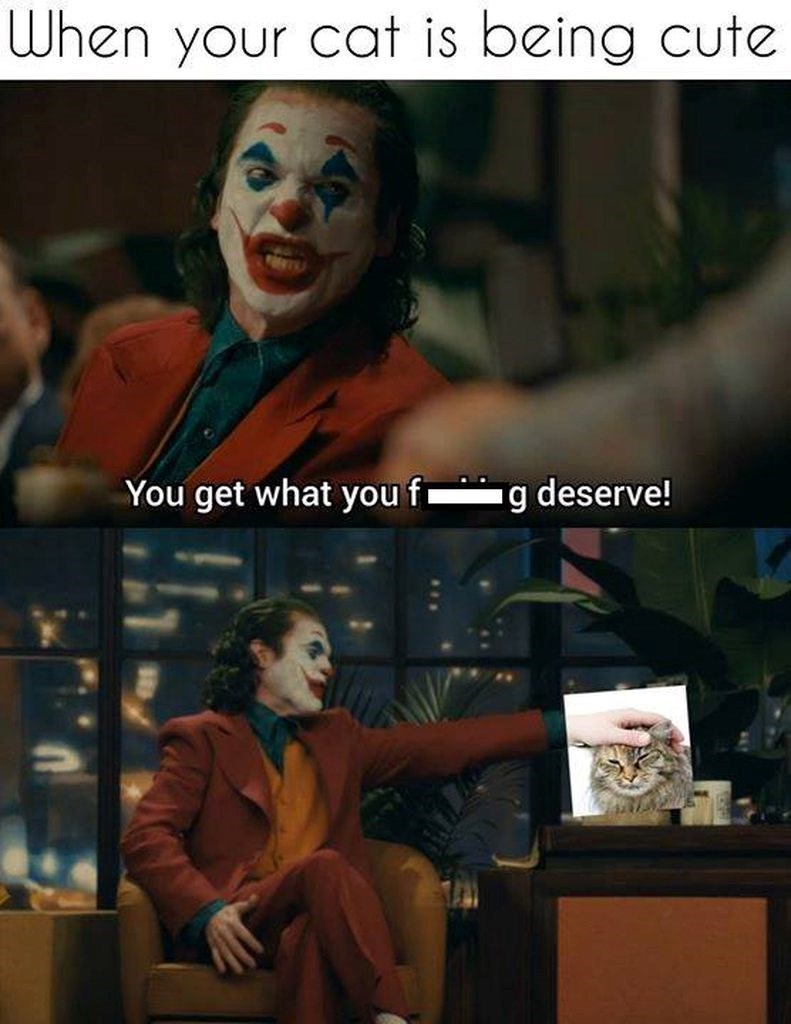 When your cat is being cute You get what you f g deserve!