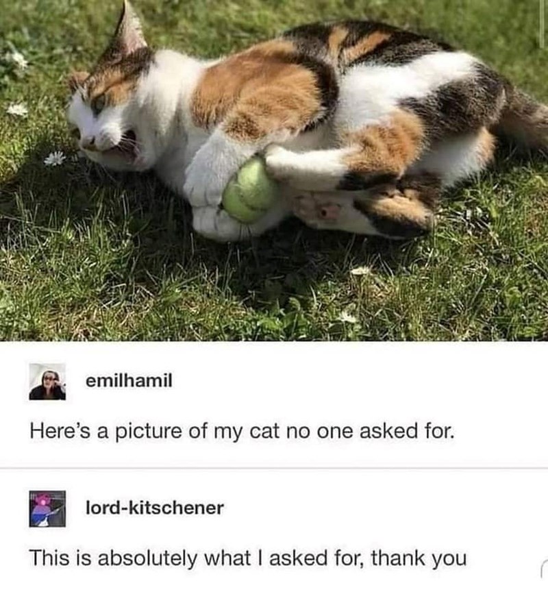 emilhamil Here's a picture of my cat no one asked for. lord-kitschener This is absolutely what I asked for, thank you