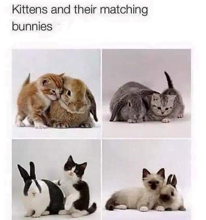 Kittens and their matching bunnies
