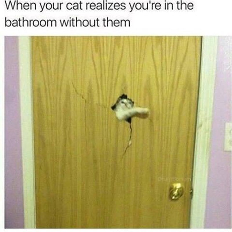 When your cat realizes you're in the bathroom without them