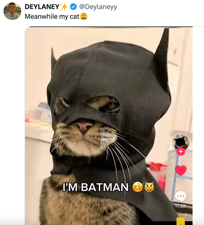 DEYLANEY Meanwhile my cat @Deylaneyy baan.06 + I'M BATMAN 1.2M 000 11.8K
