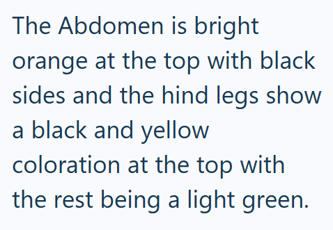 The Abdomen is bright orange at the top with black sides and the hind legs show a black and yellow coloration at the top with the rest being a light green.