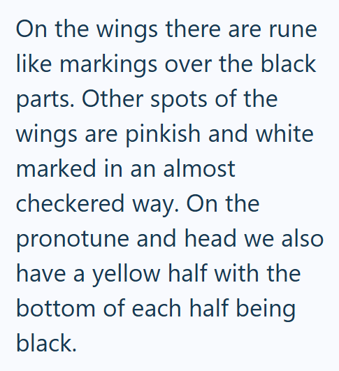 On the wings there are rune like markings over the black parts. Other spots of the wings are pinkish and white marked in an almost checkered way. On the pronotune and head we also have a yellow half with the bottom of each half being black.