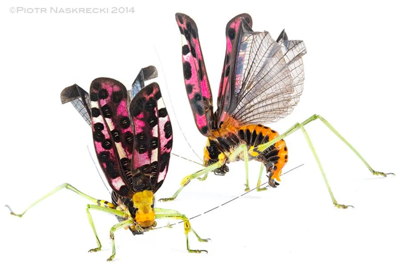 OPIOTR NASKRECKI 2014