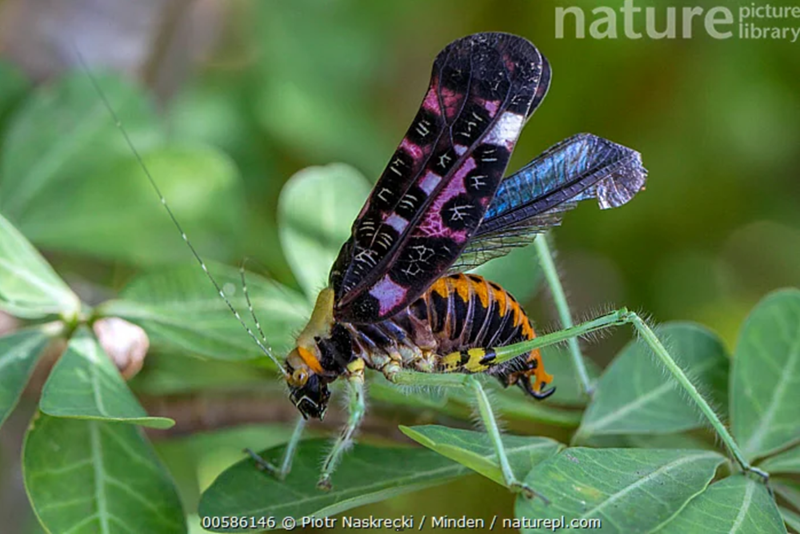 F picture nature library 00586146 Piotr Naskrecki / Minden/naturepl.com