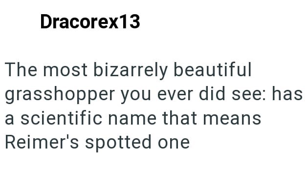 Dracorex13 The most bizarrely beautiful grasshopper you ever did see: has a scientific name that means Reimer's spotted one