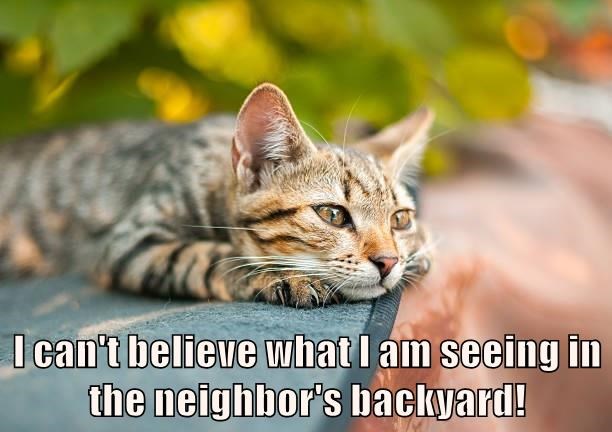 Cheezburger Image 10619434752