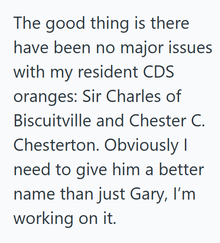 The good thing is there have been no major issues with my resident CDS oranges: Sir Charles of Biscuitville and Chester C. Chesterton. Obviously I need to give him a better name than just Gary, I'm working on it.
