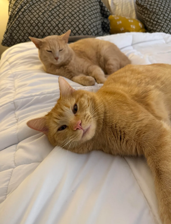 Cheezburger Image 10619455744