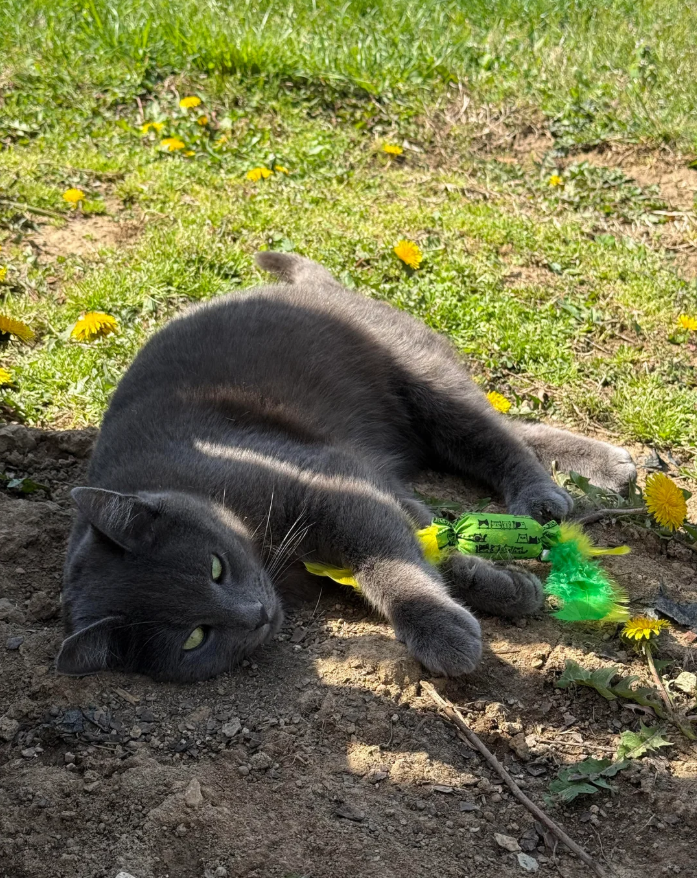 Cheezburger Image 10619456256