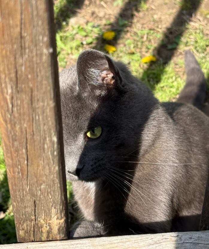 Cheezburger Image 10619457024