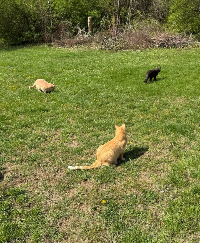 Cheezburger Image 10619457536