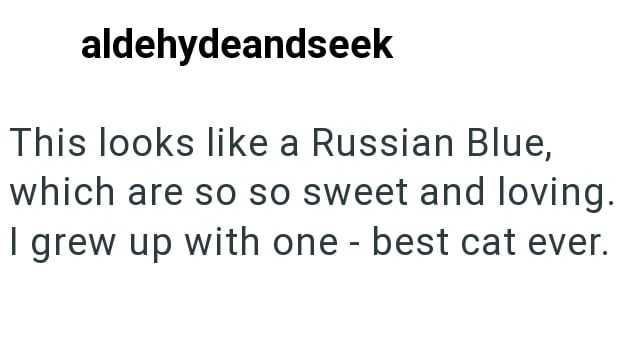 aldehydeandseek This looks like a Russian Blue, which are so so sweet and loving. I grew up with one - best cat ever.