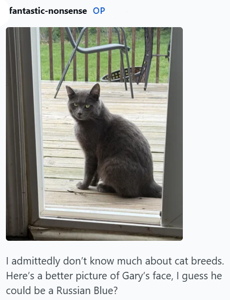 fantastic-nonsense OP I admittedly don't know much about cat breeds. Here's a better picture of Gary's face, I guess he could be a Russian Blue?