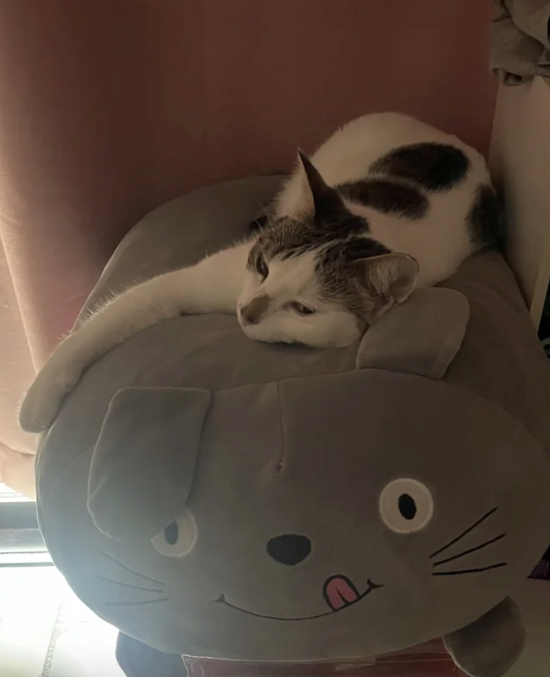 Cheezburger Image 10619474432