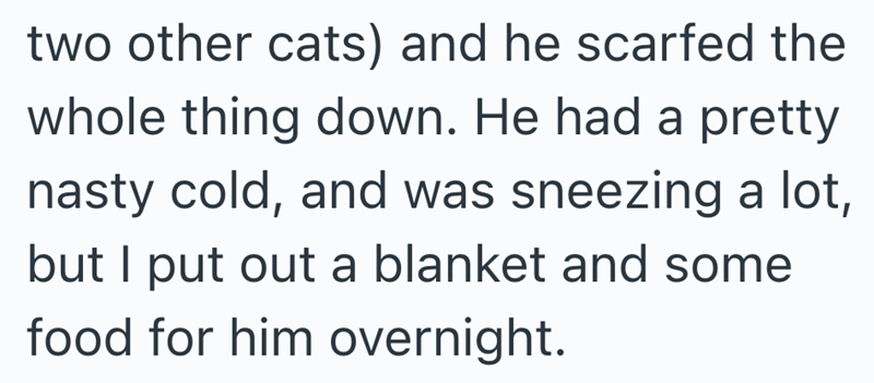 two other cats) and he scarfed the whole thing down. He had a pretty nasty cold, and was sneezing a lot, but I put out a blanket and some food for him overnight.